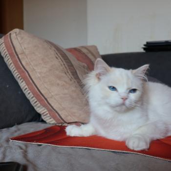 chat Ragdoll cream point bicolor Apple Peach Trycoline’s
