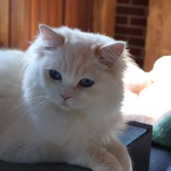 chat Ragdoll cream point bicolor Apple Peach Trycoline’s