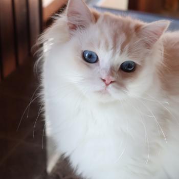 chat Ragdoll cream point bicolor Apple Peach Trycoline’s