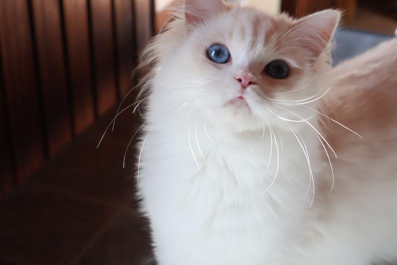 CH*Trycoline’s Apple Peach Femelle Ragdoll