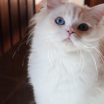 chat Ragdoll cream point bicolor Apple Peach Trycoline’s