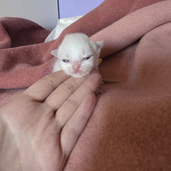 chaton Ragdoll lilac Arisu (C. doré N. jaune) Trycoline’s