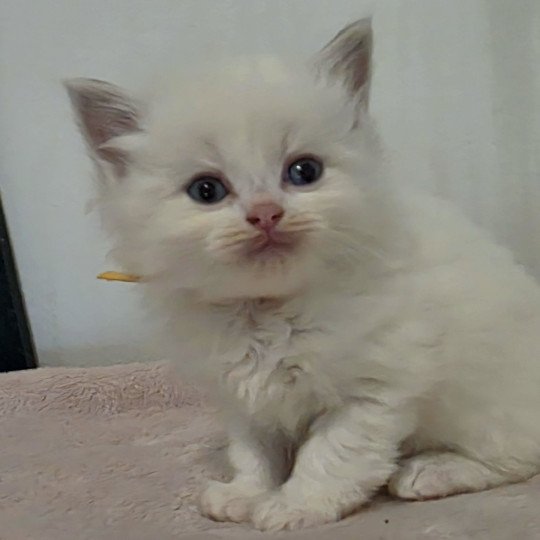 Trycoline’s Arisu (C. doré N. jaune) Mâle Ragdoll