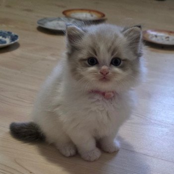 chaton Ragdoll seal tabby point bicolor Arsëlya (Rose) Trycoline’s