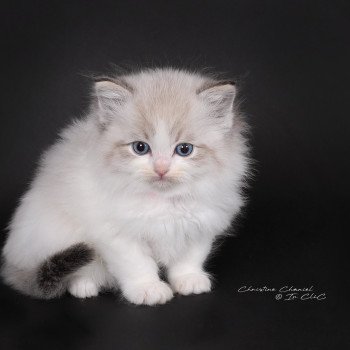 chaton Ragdoll seal tabby point bicolor Arsëlya Kaïryn (Rose) Trycoline’s