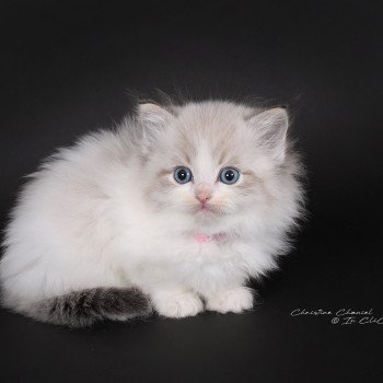 chaton Ragdoll seal tabby point bicolor Arsëlya Kaïryn (Rose) Trycoline’s