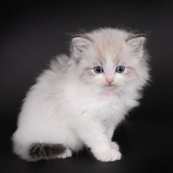 chaton Ragdoll seal tabby point bicolor Arsëlya Kaïryn (Rose) Trycoline’s