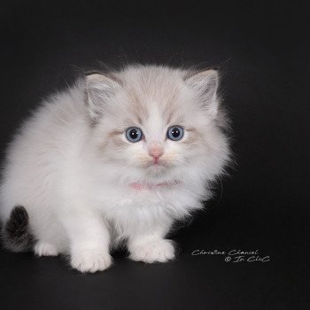 chaton Ragdoll seal tabby point bicolor Arsëlya Kaïryn (Rose) Trycoline’s