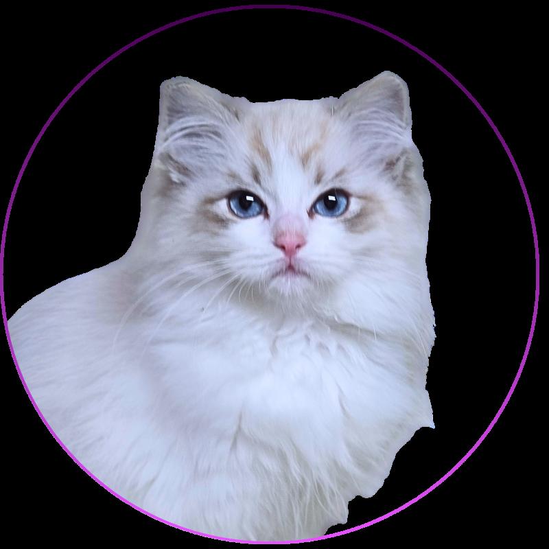 Trycoline’s Arsëlya Kaïryn (Rose) Femelle Ragdoll