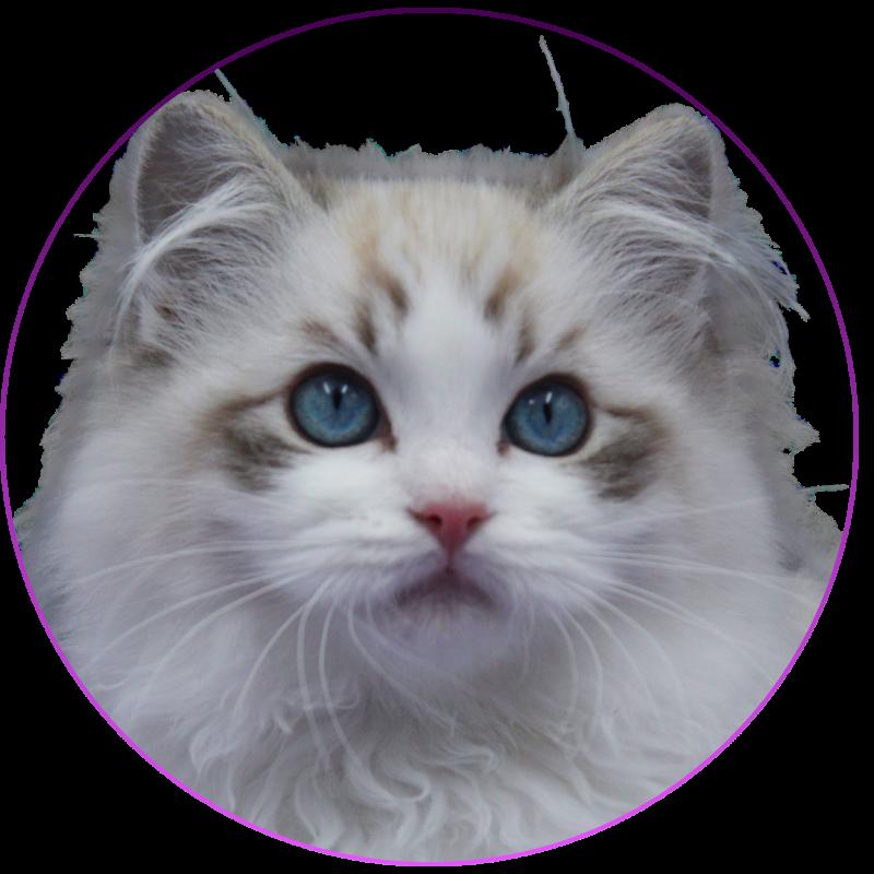 CH*Trycoline’s Arsëlya Kaïryn Femelle Ragdoll