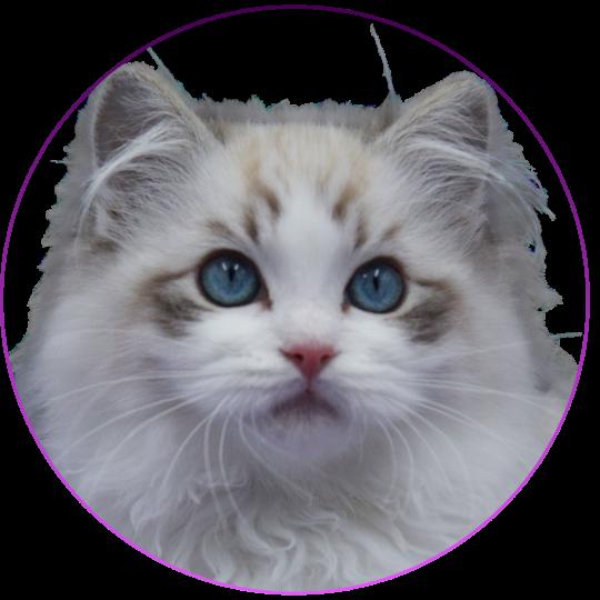 CH*Trycoline’s Arsëlya Kaïryn Femelle Ragdoll