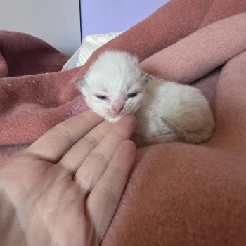 chaton Ragdoll chocolate Astraë (C. Kaki N. Anis) Trycoline’s