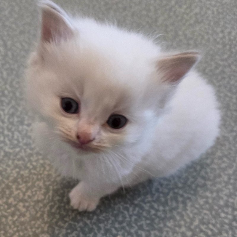 Trycoline’s Astraë (C. Kaki N. Anis) Femelle Ragdoll