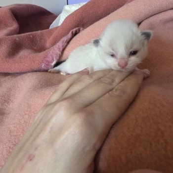 chaton Ragdoll black bicolor Aurianys (C. noir N. orange) Trycoline’s