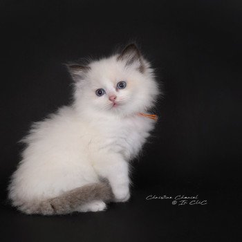 chaton Ragdoll chocolate point bicolor Aurianys Nerelia (C. noir N. orange) Trycoline’s