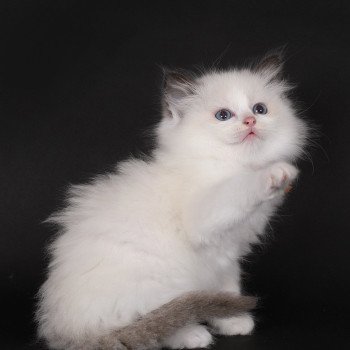 chaton Ragdoll chocolate point bicolor Aurianys Nerelia (C. noir N. orange) Trycoline’s