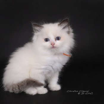 chaton Ragdoll chocolate point bicolor Aurianys Nerelia (C. noir N. orange) Trycoline’s
