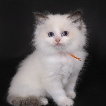 chaton Ragdoll chocolate point bicolor Aurianys Nerelia (C. noir N. orange) Trycoline’s