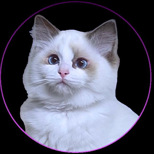 Trycoline’s Aurianys Nerelia (C. noir N. orange) Femelle Ragdoll