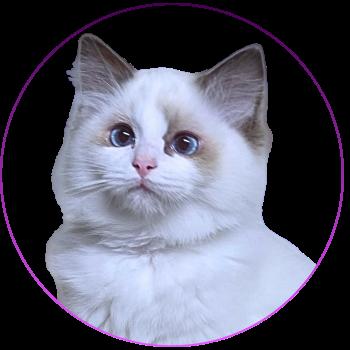 chat Ragdoll chocolate point bicolor Aurianys Nerelia (C. noir N. orange) Trycoline’s