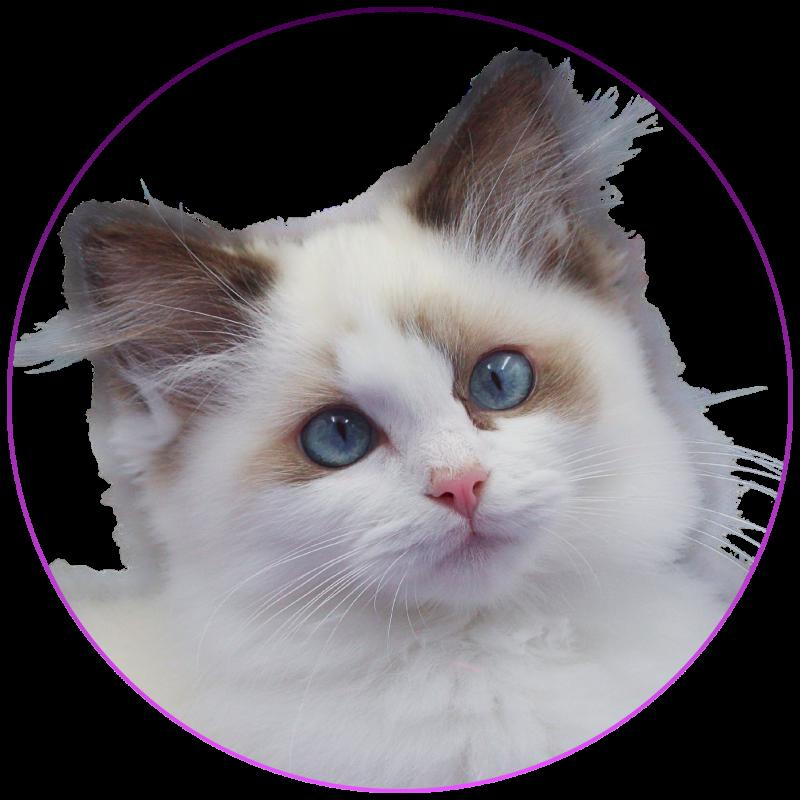 CH*Trycoline’s Aurianys Nerelia Femelle Ragdoll