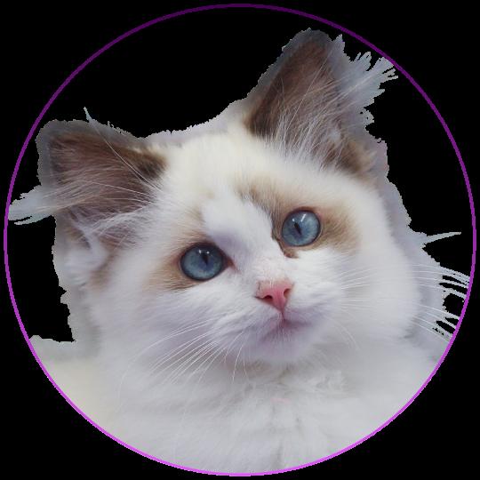 CH*Trycoline’s Aurianys Nerelia Femelle Ragdoll