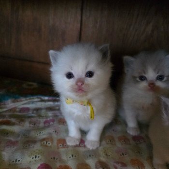 chaton Ragdoll blue tortie point bicolor Auxanna (Jaune) Trycoline’s