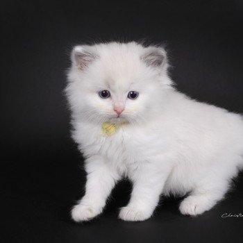 chaton Ragdoll blue point bicolor Auxanna Lyriel (Jaune) Trycoline’s
