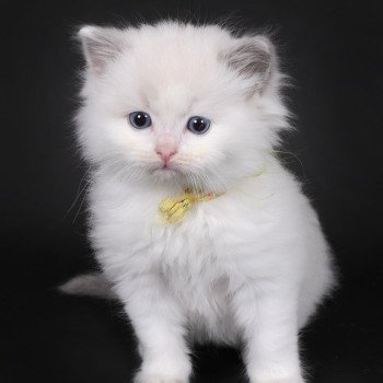 chaton Ragdoll blue point bicolor Auxanna Lyriel (Jaune) Trycoline’s