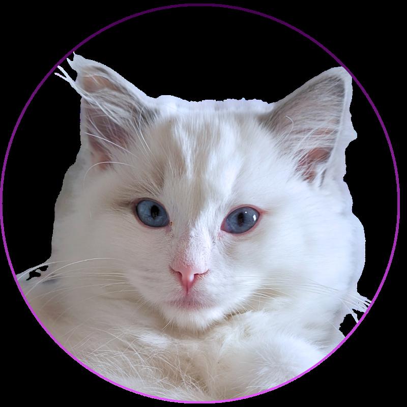 Trycoline’s Auxanna Lyriel Femelle Ragdoll