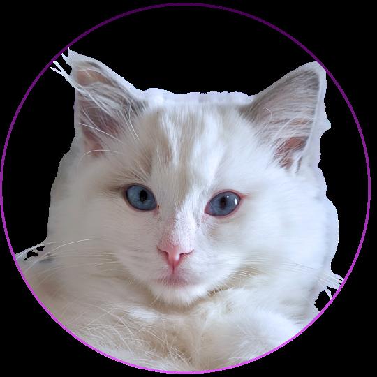 Trycoline’s Auxanna Lyriel Femelle Ragdoll
