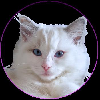 chat Ragdoll blue point bicolor Auxanna Lyriel Trycoline’s