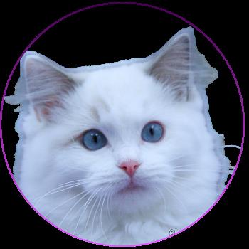 Trycoline’s Auxanna Lyriel Femelle Ragdoll