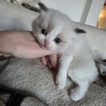 chaton Ragdoll seal point bicolor Avenka ( rose) Trycoline’s