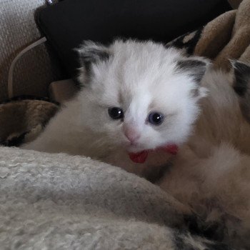 chaton Ragdoll seal point bicolor Avenka ( rose) Trycoline’s