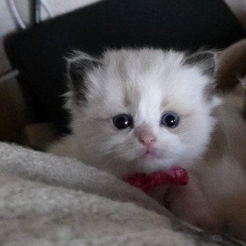 chaton Ragdoll seal point bicolor Avenka ( rose) Trycoline’s