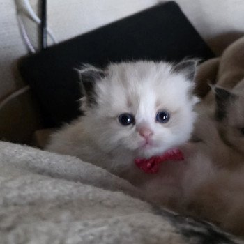 chaton Ragdoll seal point bicolor Avenka ( rose) Trycoline’s