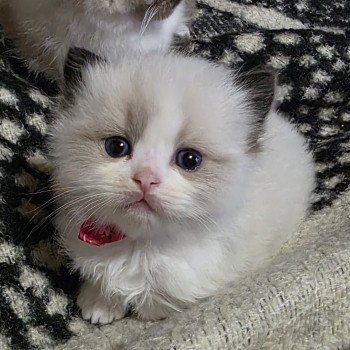 chaton Ragdoll seal point bicolor Avenka ( rose) Trycoline’s