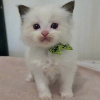chaton Ragdoll chocolate point bicolor Azmoël ( vert) Trycoline’s