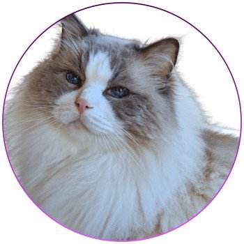 chat Ragdoll blue point bicolor Baize Barnabas Trycoline’s chat Ragdoll blue point bicolor Baize Barnabas Trycoline’s