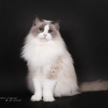 chat Ragdoll blue point bicolor Baize Barnabas Trycoline’s