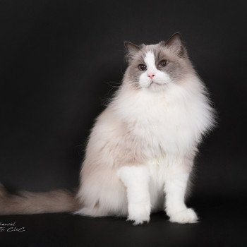 chat Ragdoll blue point bicolor Baize Barnabas Trycoline’s
