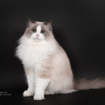 chat Ragdoll blue point bicolor Baize Barnabas Trycoline’s