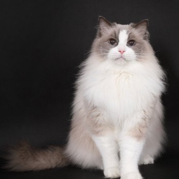 chat Ragdoll blue point bicolor Baize Barnabas Trycoline’s