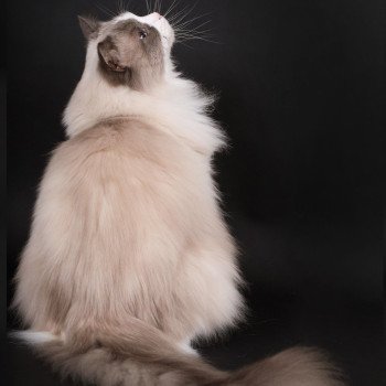 chat Ragdoll blue point bicolor Baize Barnabas Trycoline’s