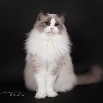 chat Ragdoll blue point bicolor Baize Barnabas Trycoline’s