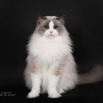 chat Ragdoll blue point bicolor Baize Barnabas Trycoline’s