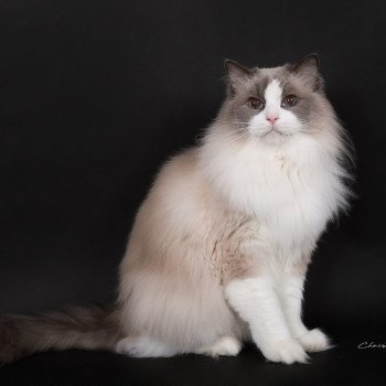 chat Ragdoll blue point bicolor Baize Barnabas Trycoline’s