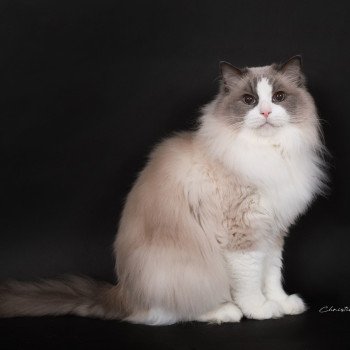 chat Ragdoll blue point bicolor Baize Barnabas Trycoline’s