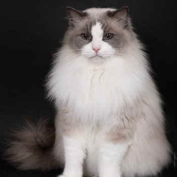 chat Ragdoll blue point bicolor Baize Barnabas Trycoline’s